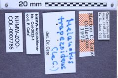 Etikette zu Melanotus trapezoides (LeConte, 1853) (NHMW-ZOO-COL-0007785)